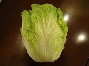 仙台白菜(松島純２号）　約１５kg（５玉前後）