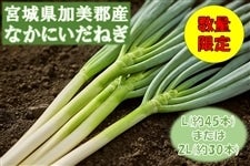 {錧Y@Ȃɂ˂ilMj
