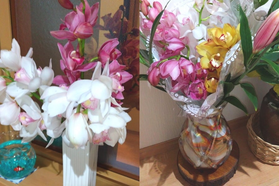 産地直送 通販 お取り寄せ 3 8 出荷 シンビジューム切り花 ３本 ２束 Ja秋田ふるさと おらほの逸品館 ｊａタウン