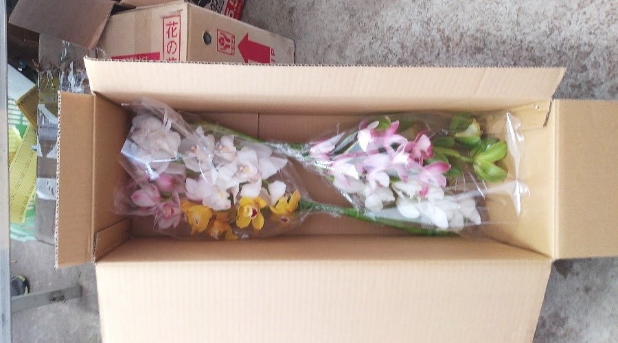 産地直送 通販 お取り寄せ 3 8 出荷 シンビジューム切り花 ３本 ２束 Ja秋田ふるさと おらほの逸品館 ｊａタウン