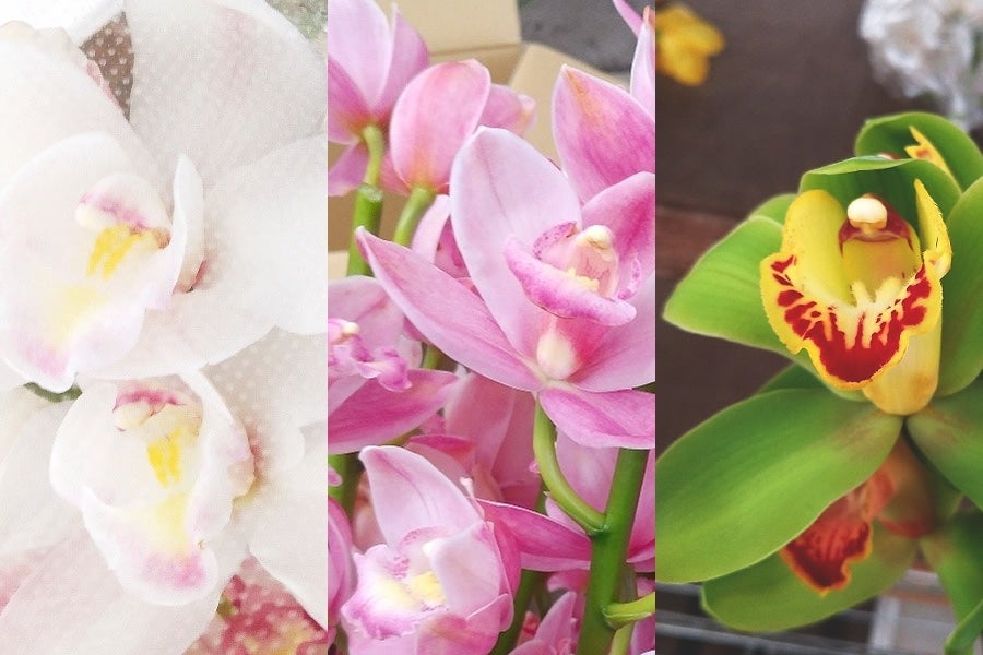 産地直送 通販 お取り寄せ 3 8 出荷 シンビジューム切り花 ３本 ２束 Ja秋田ふるさと おらほの逸品館 ｊａタウン