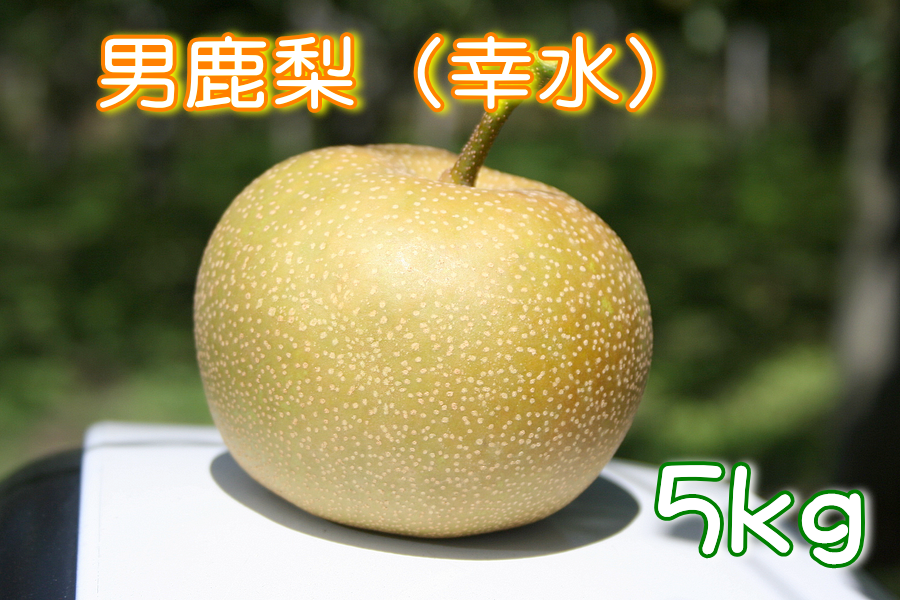 男鹿梨(幸水) 5Kg(16～18玉) (ＪＡ秋田なまはげ): おらほの逸品館|【ＪＡタウン】産地直送 通販 お取り寄せ