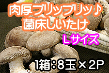 �ۏ��������� L�T�C�Y(8��×2P)