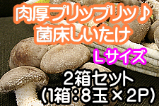 �ۏ��������� L�T�C�Y(8��×2P) 2���Z�b�g