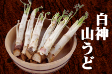 �y�H�c���Y�z���_�R���ǁy2�s�E2L �z�i�i�`���������_�j