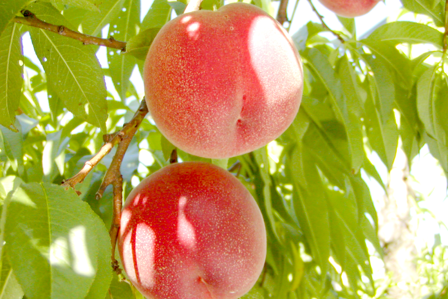 白桃 🍑さくら白桃 3kg 8～14玉 9月上旬発送 希少な桃 【ASIAGAP認証