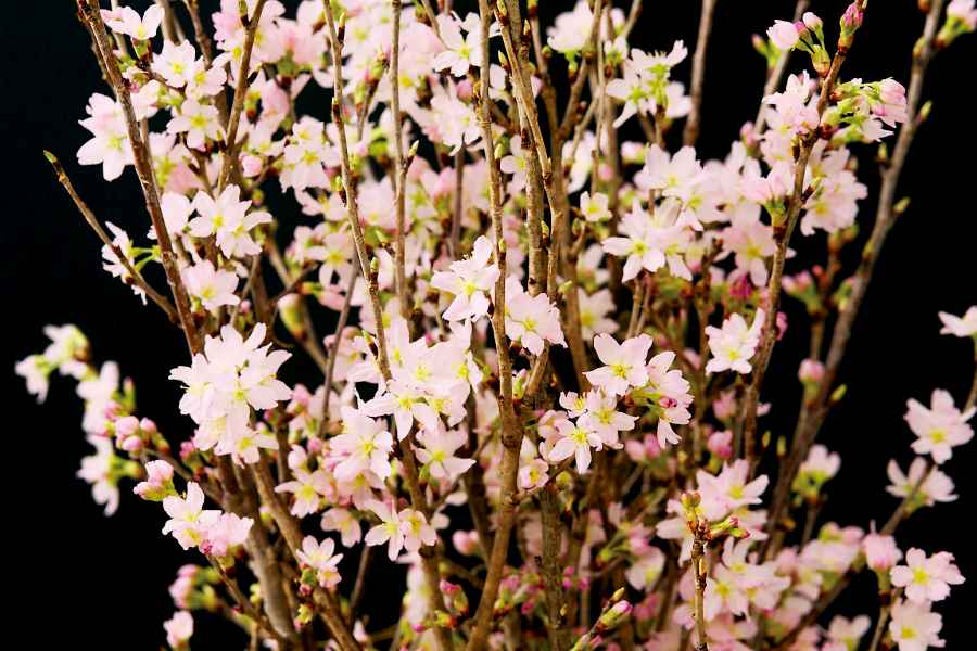 〜 啓翁桜〜(80p×8本)