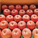 �ߘa7�N�x�` �T���ӂ���񂲁i��5�s�j�@1�����{���`����