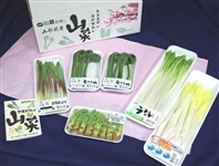 やまがた山菜セット 2月中旬より順次発送: 全農ライフサポート山形