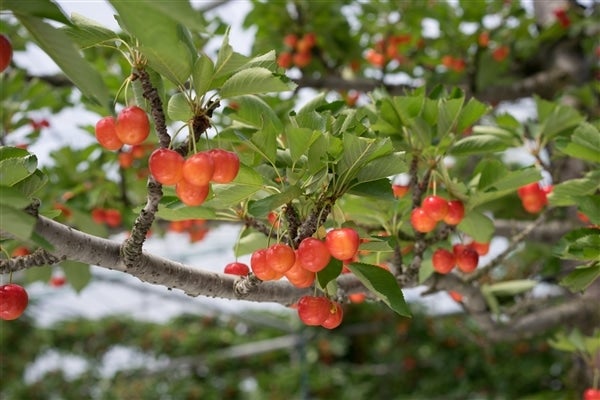07-01-035 さくらんぼ(やまがた紅王)600g - 山形県天童市