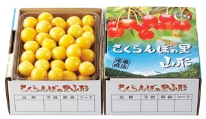 希少品種 月山錦500g 黄色いさくらんぼ 山形県産: JAてんどうフーズ