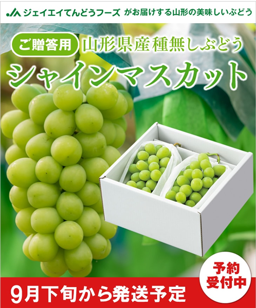 【敬老の日遅れてごめんね】山形県産シャインマスカット約500g×2 カード付き ※9/20以降順次出荷予定