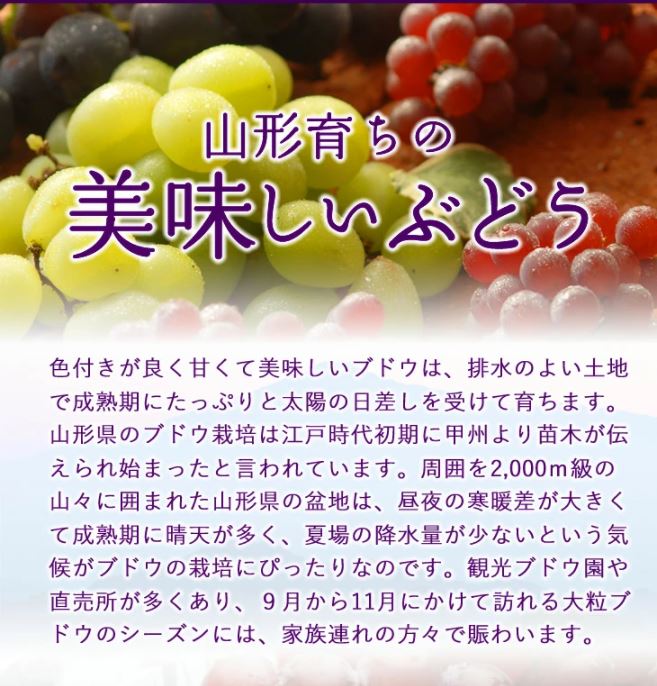 敬老の日 秀品山形県産『ピオーネ』種なしぶどう: JAてんどうフーズ