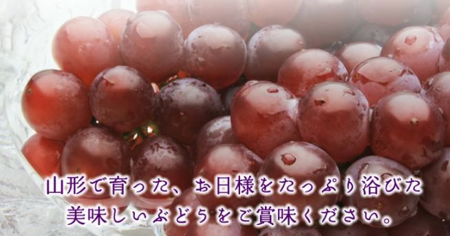 ★ L❤️ ★山形県産　加工用　訳あり　ピオーネ　粒　10キロ　種なしぶどう 敬老の日 秀品山形県産『ピオーネ』種なしぶどう: JAてんどうフーズ