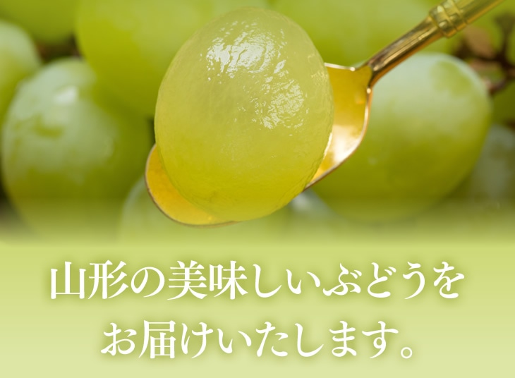 【敬老の日遅れてごめんね】山形県産シャインマスカット約500g×2 カード付き ※9/20以降順次出荷予定