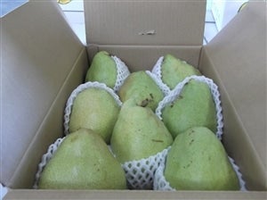 お買い得（西洋梨）マルゲリットマリーラ約3ｋｇ
