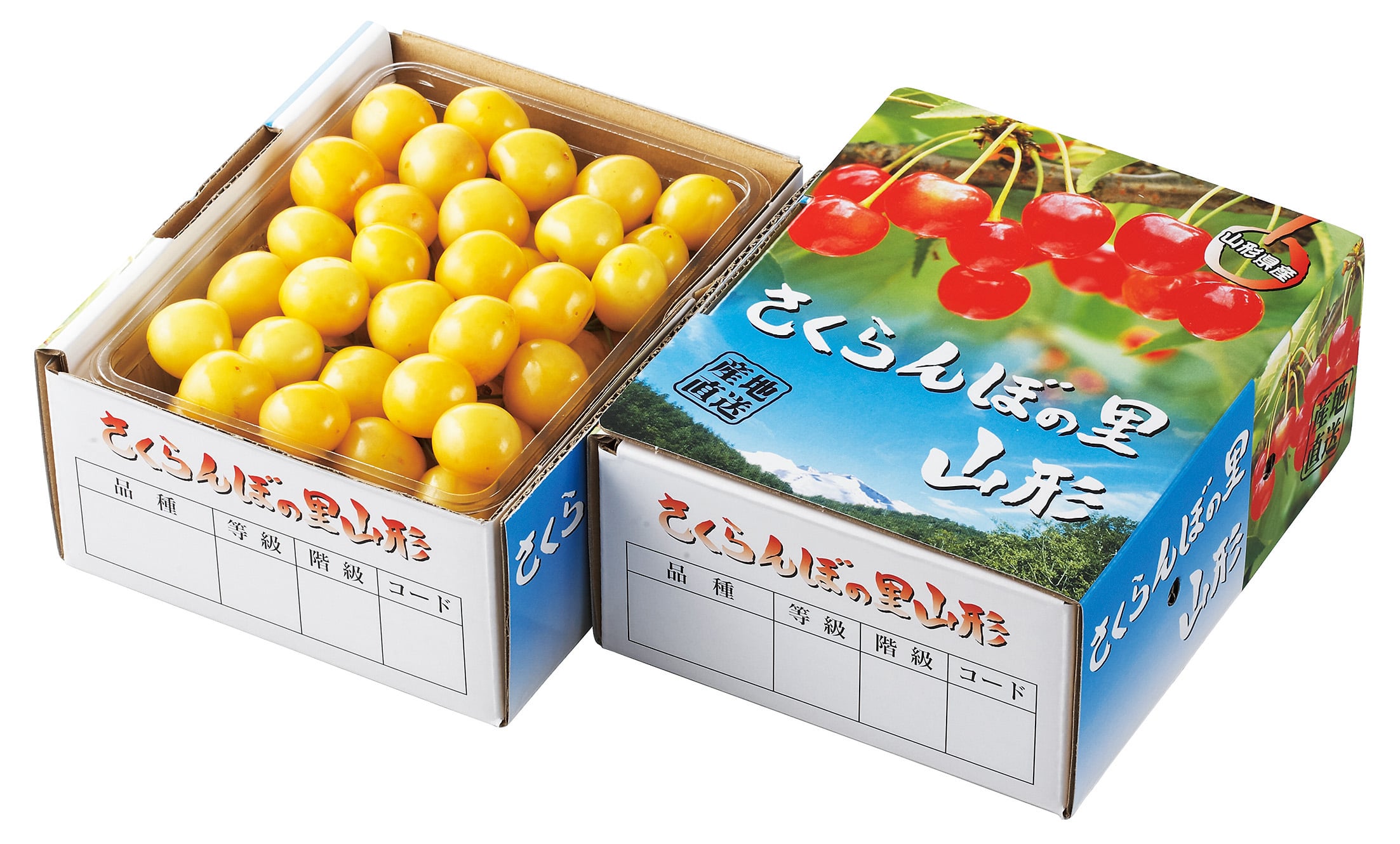 希少品種 月山錦500g 黄色いさくらんぼ 山形県産: JAてんどうフーズ