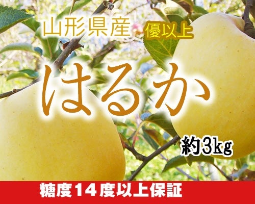 山形県産 『はるか』 りんご 約3kg: JAてんどうフーズ|【JA