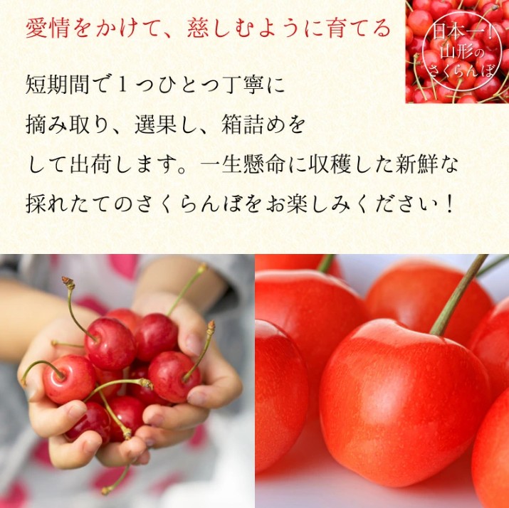 ご家庭用】さくらんぼ佐藤錦1kgバラ詰め M玉サイズ以上 山形県産: JA