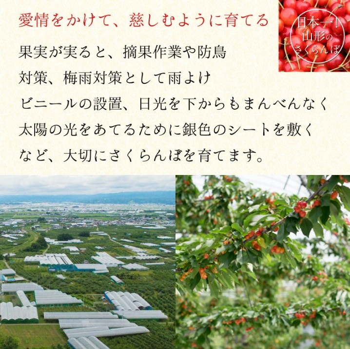 秀品さくらんぼ佐藤錦500gL玉サイズ 山形県産【クール便】: JAてん