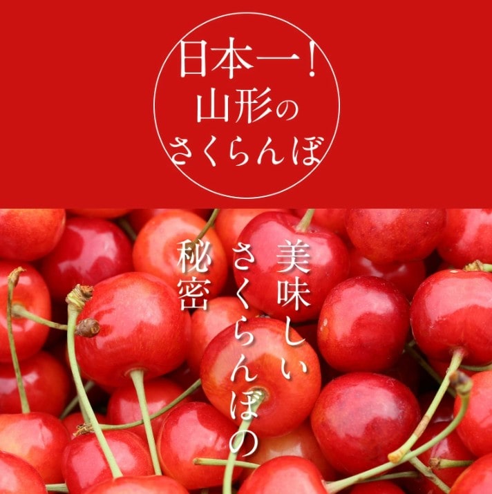 さくらんぼ3種食べ比べセット（佐藤錦/紅秀峰/やまがた紅王） 山形県産