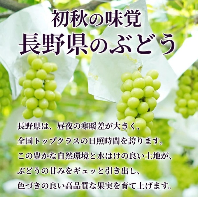 秀品】長野県産シャインマスカット約500g×2 お中元 ※7月下旬以降発送