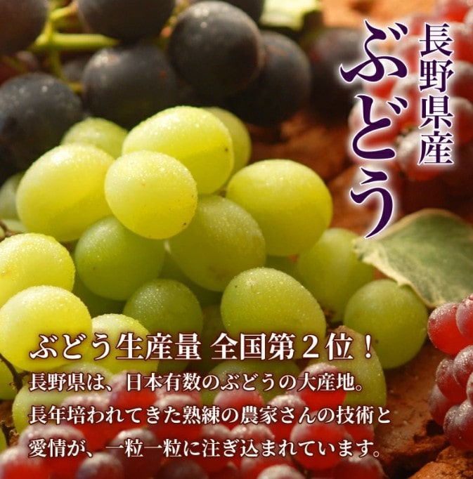 秀品】長野県産シャインマスカット約500g×2 お中元 ※7月下旬以降発送