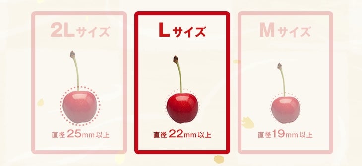 秀品さくらんぼ佐藤錦L玉サイズ500×2 山形県産【クール便】: JAてん