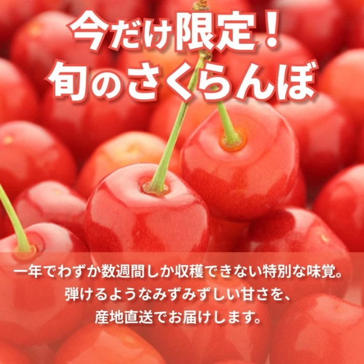 秀品さくらんぼ佐藤錦L玉サイズ500×2 山形県産【クール便】: JAてん