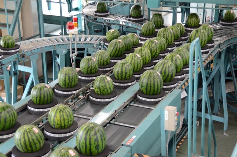 尾花沢すいか６Ｌ×１玉: 小さなＹＡＭＡＧＡＴＡマルシェ|【ＪＡタウン】産地直送 通販 お取り寄せ