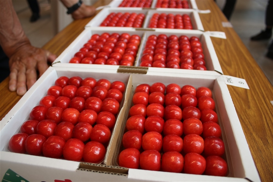 さくらんぼ「佐藤錦」【山形県さくらんぼ品評会 農林水産大臣賞受賞