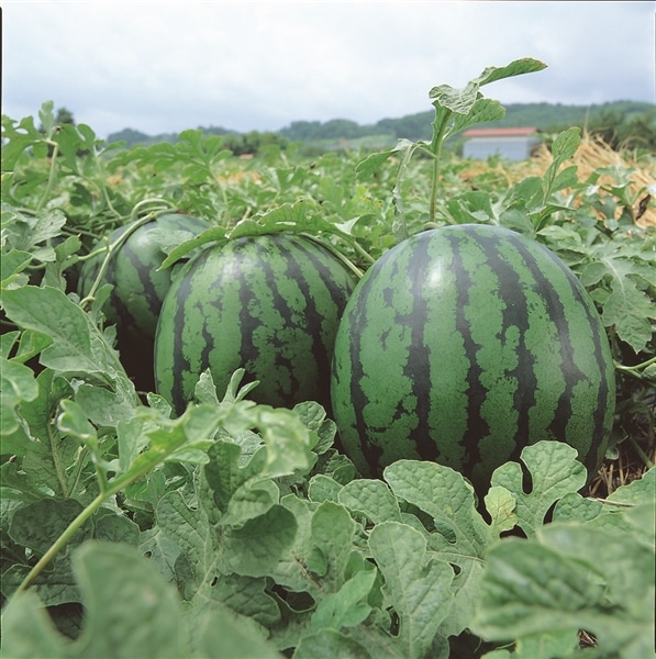 尾花沢西瓜 4L 2玉入り 尾花沢すいか4L×2玉: 小さなYAMAGATAマルシェ|【JAタウン