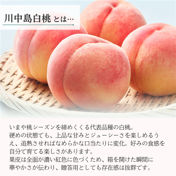 JAさがえ西村山産 伊達白桃 約3㎏（8～12玉）: 小さな