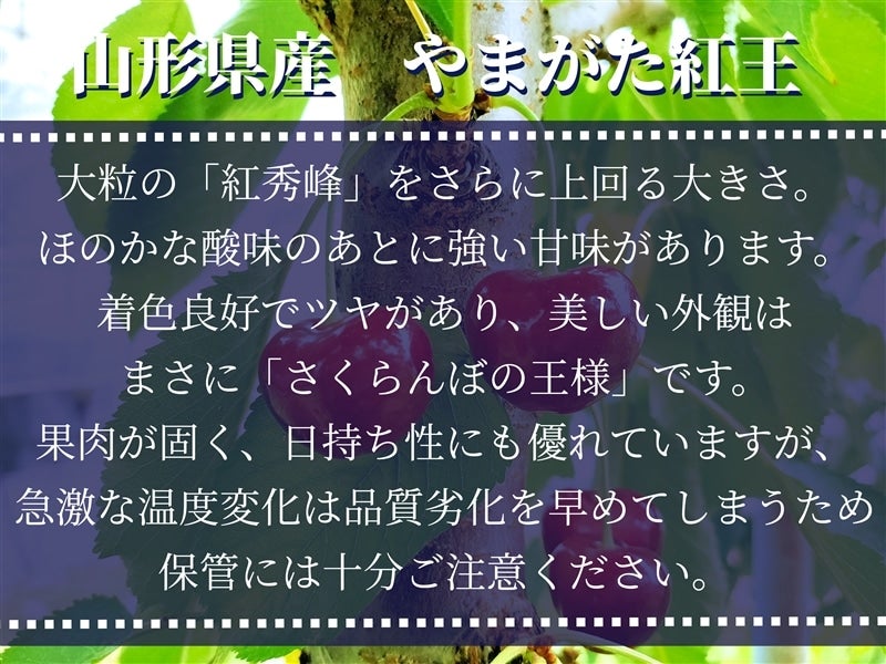 のしなし】さくらんぼ「やまがた紅王」 100g×2ﾊﾟｯｸ: 小さな