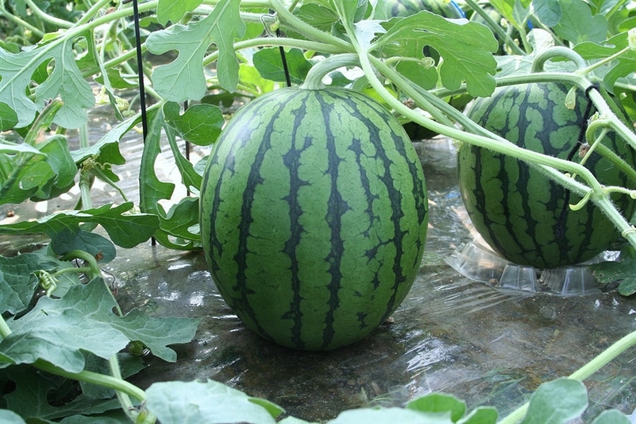 山形県産小玉すいか2L×4玉: 小さなYAMAGATAマルシェ|【JA