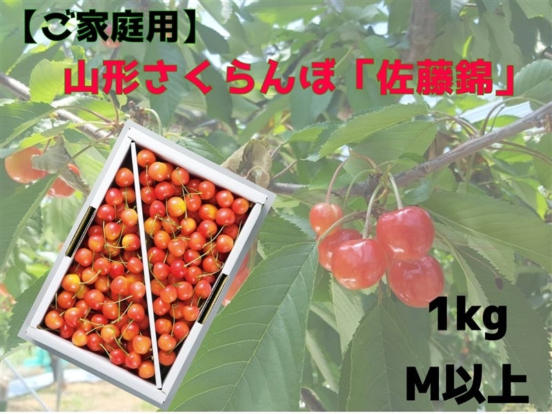 さやばんさん　専用 やまや園 山形のおいしいさくらんぼ 佐藤錦