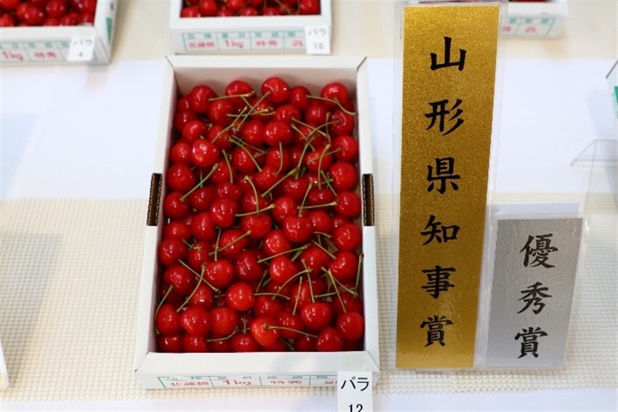さくらんぼ「佐藤錦」【山形県さくらんぼ品評会 優賞以上受賞商品