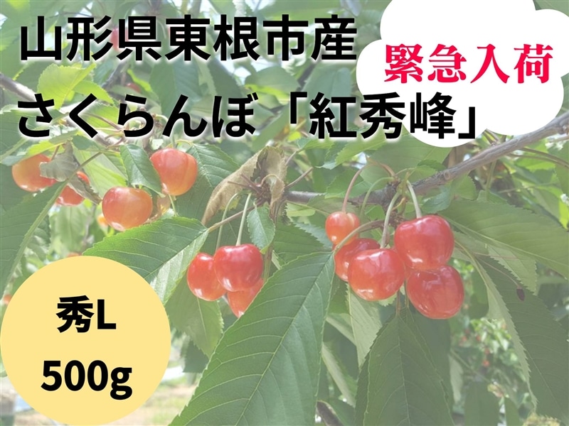 数量限定】山形県東根市産さくらんぼ「紅秀峰」秀L500gバラ詰め