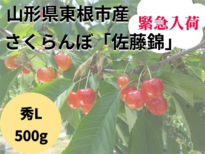 緊急入荷！山形県東根市産さくらんぼ「佐藤錦」秀L500gバラ詰め