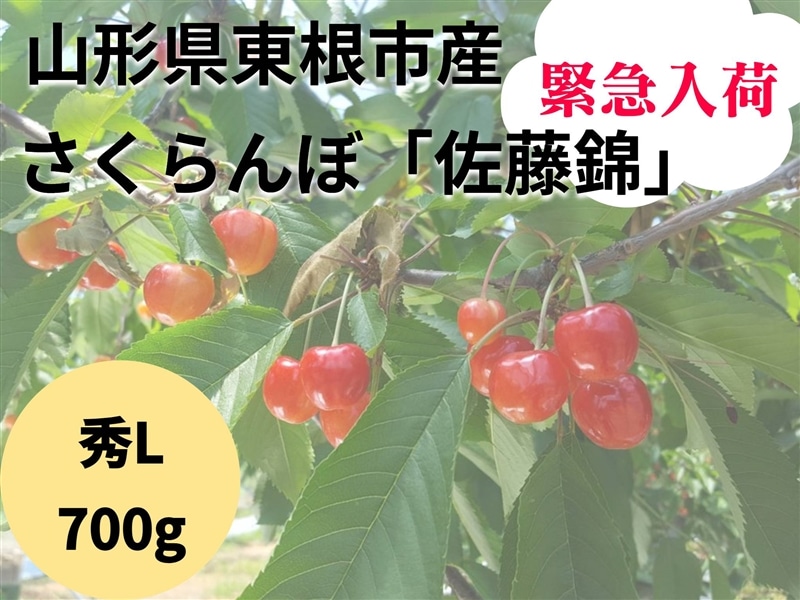 緊急入荷！山形県東根市産さくらんぼ「佐藤錦」秀L700gバラ詰め