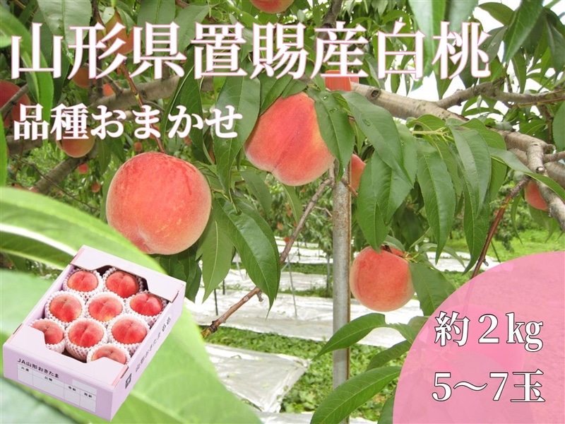 数量限定】JA山形おきたま産白桃 約2㎏化粧箱 特秀（5～7玉