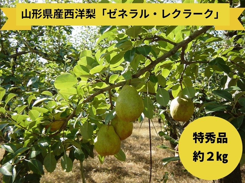 数量限定】山形県産西洋梨「ゼネラル・レクラーク」特秀品 2kg（5～7玉