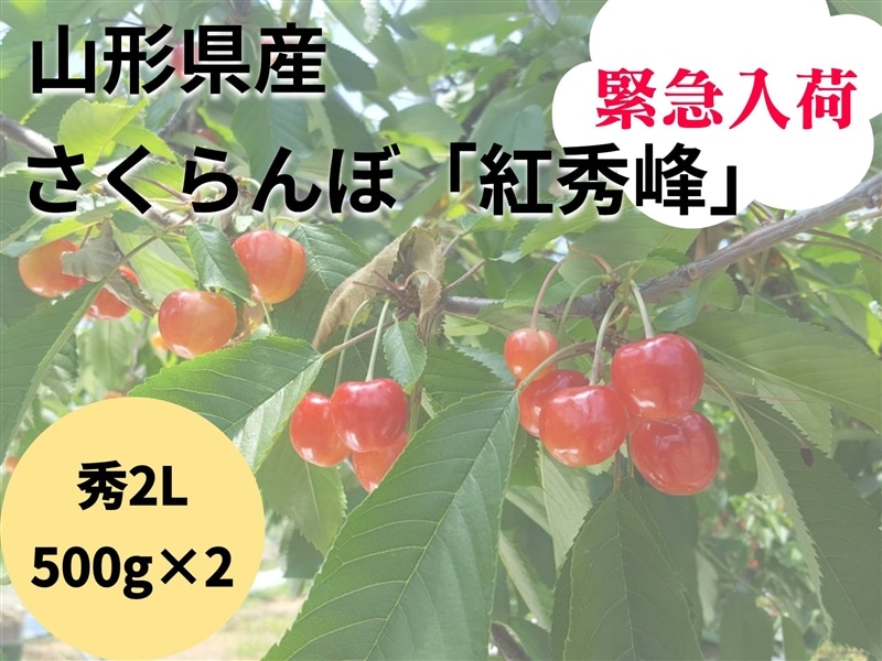 緊急入荷！山形県産さくらんぼ「紅秀峰」秀2L 500g×2バラ詰め: 小さな