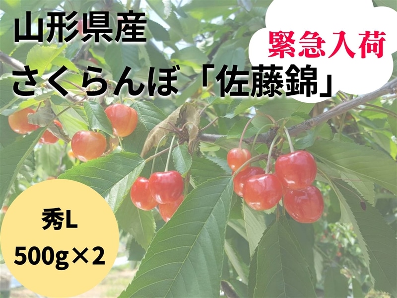 緊急入荷！山形県産さくらんぼ「佐藤錦」秀L 500g×2バラ詰め: 小さな