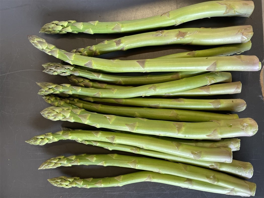 �A�X�p���K���X����