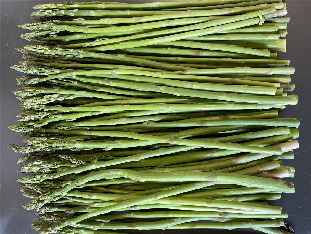 �A�X�p���K�X�ו�