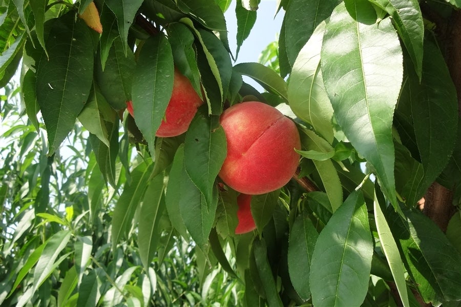 夏に収穫された桃をそのまま食べているかのような自然な味わい