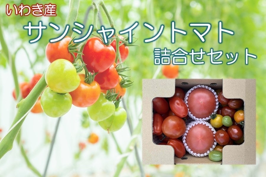 いわき産サンシャイントマト詰め合わせセット:　ＪＡ全農福島|【ＪＡタウン】産地直送　通販　お取り寄せ