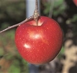 ̂(VimXC[g)5kg GEG@10`16ʁi10{`\j