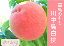 ̂q쒆r1.8kgiT`Wʁj W{㔼`\